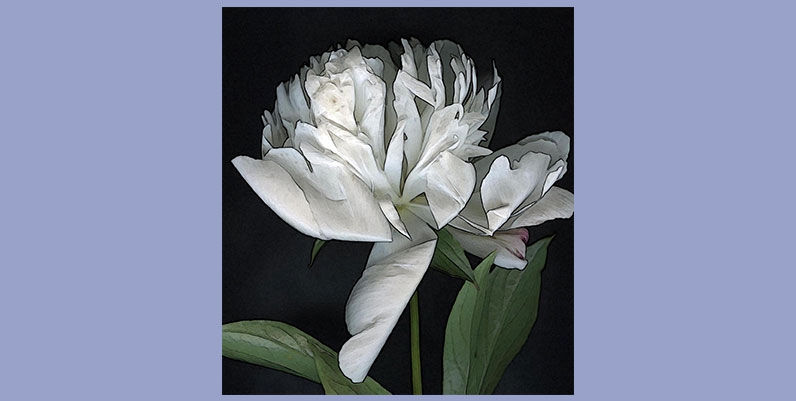 Gallery Stoney Creek: Jane Morrisey scanned flower