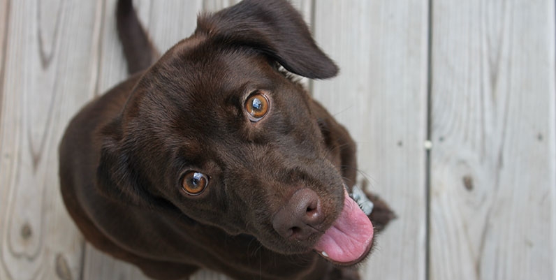 Reading with Animals photo of a chocolate labrador
