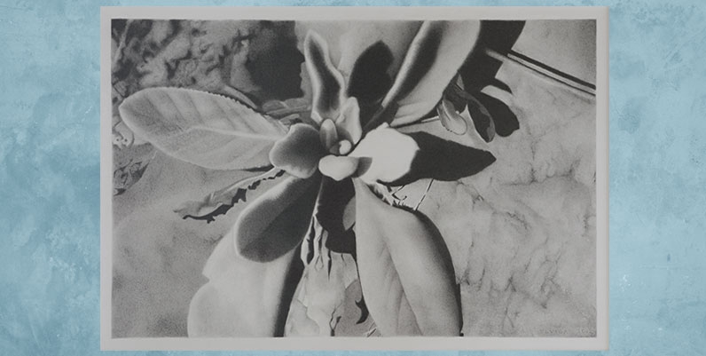Gallery4 Annex: November 2018 black and white image of a plant