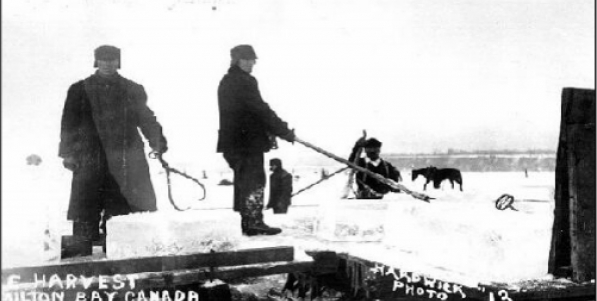 The great ice sheds along the bayfront were filled to capacity during this harvest and you could see sleighs loaded with blocks of ice moving up the streets constantly. The great ice sheds along the bayfront were filled to capacity during this harvest and you could see sleighs loaded with blocks of ice moving up the streets constantly.