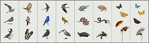 Birds, and other small animals on a neutral background