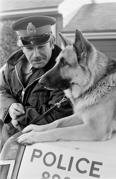 Police dog and handler