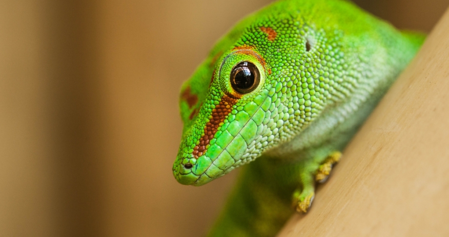 Reptile Man Closeup of a green lizard